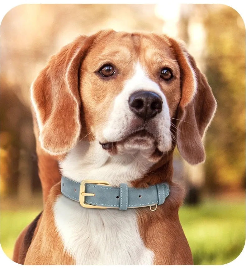 Blue double-layer leather dog collar and matching leash on a tan background