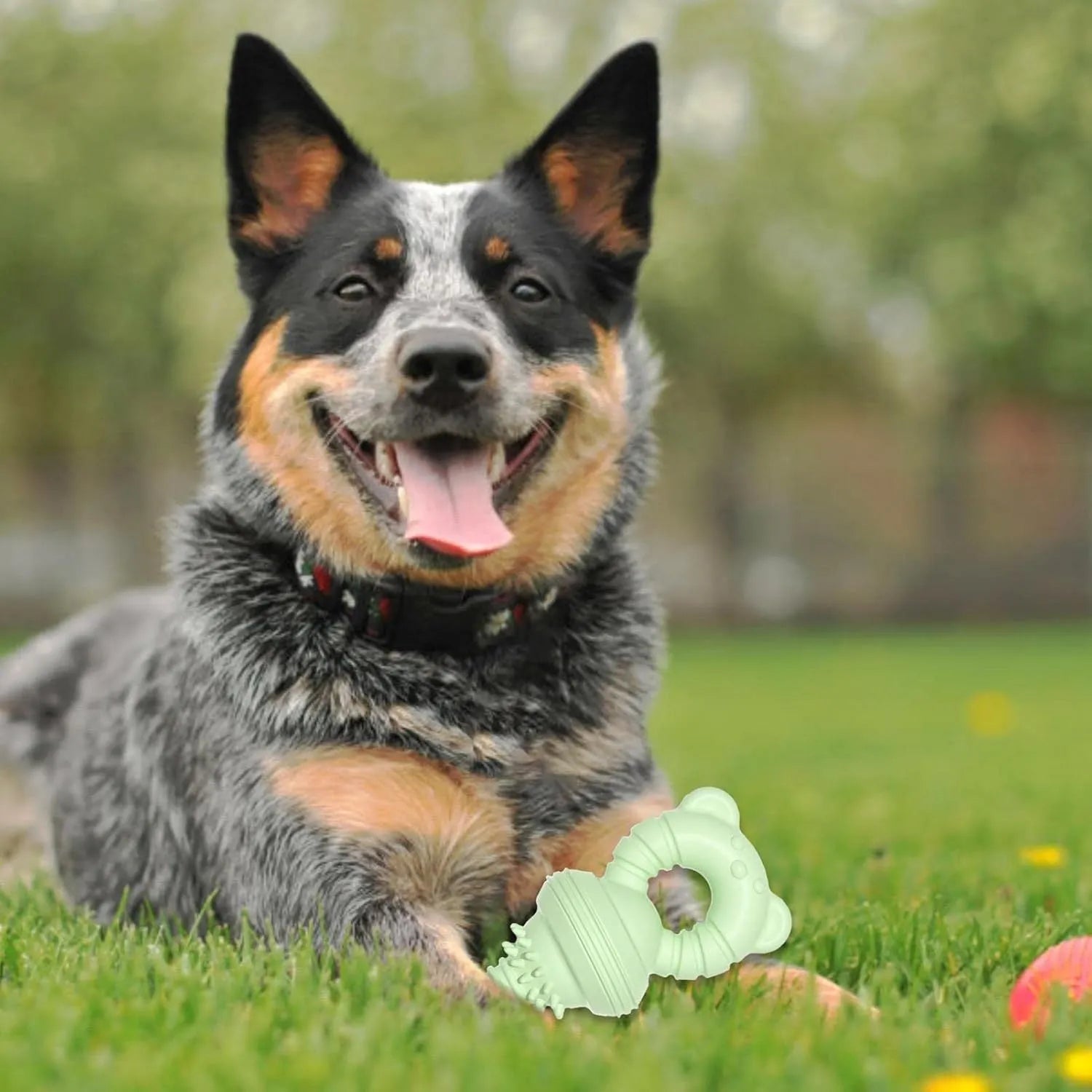 Blue rubber dog chew toy with bell and concave-convex molar design for teeth cleaning.