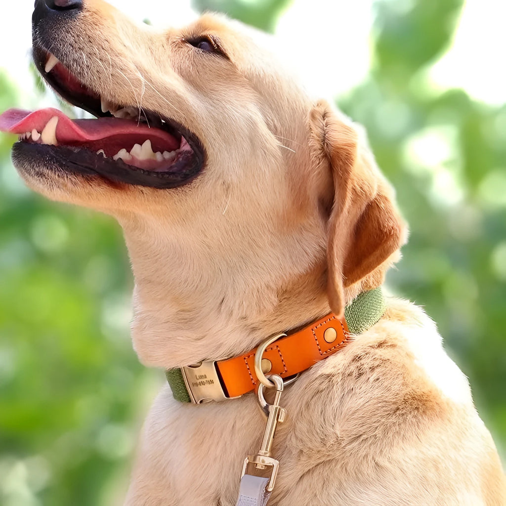 Small dog mohair neck collar and traction rope set in six colours with lettering, sizes XS S M.