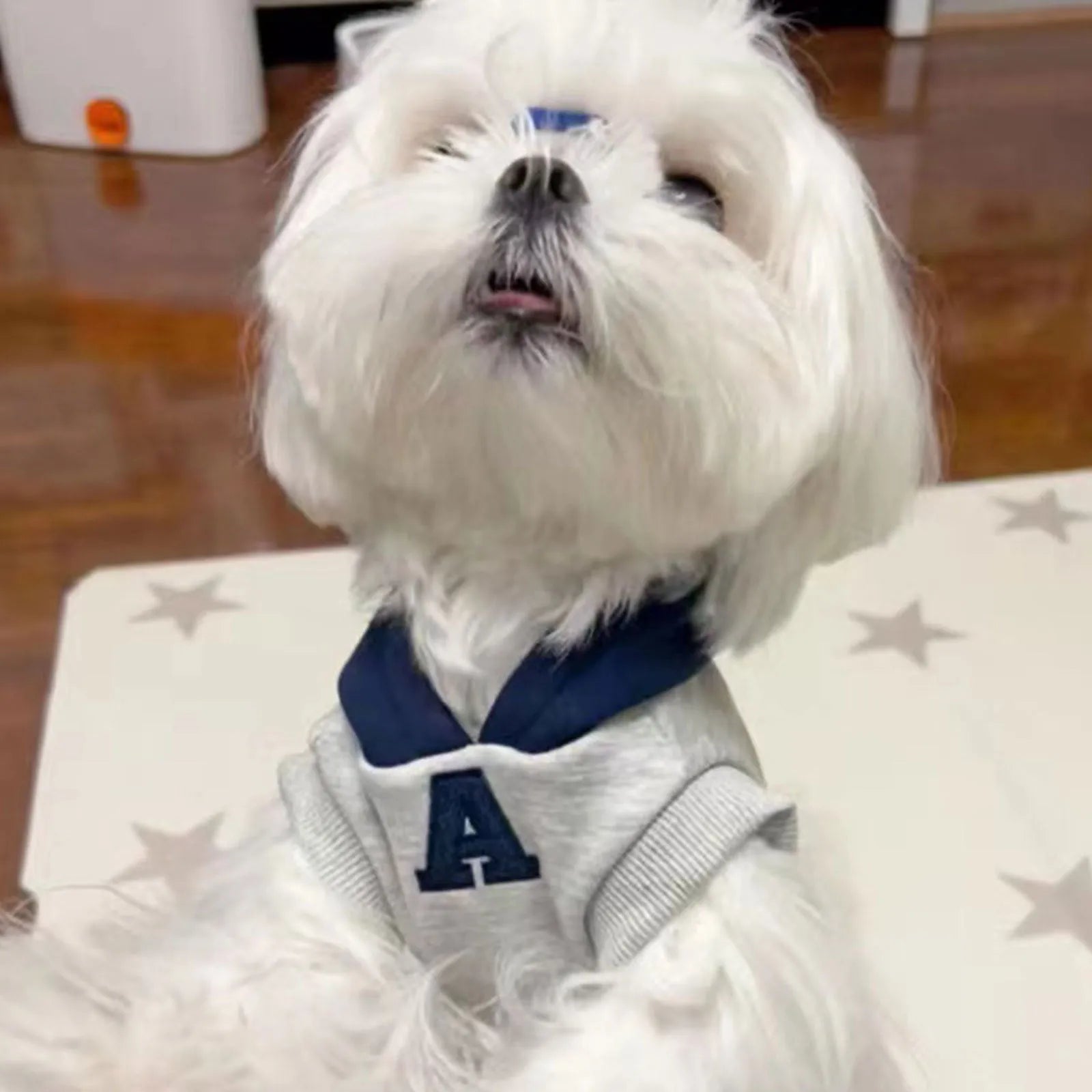 Blue pet sweater with reflective letters for a dog, showing slim-fitting design.