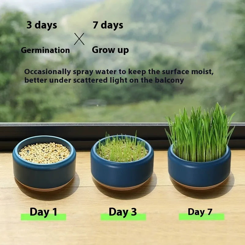 Hydroponic cat grass kit with soilless seeds in plastic growing cup