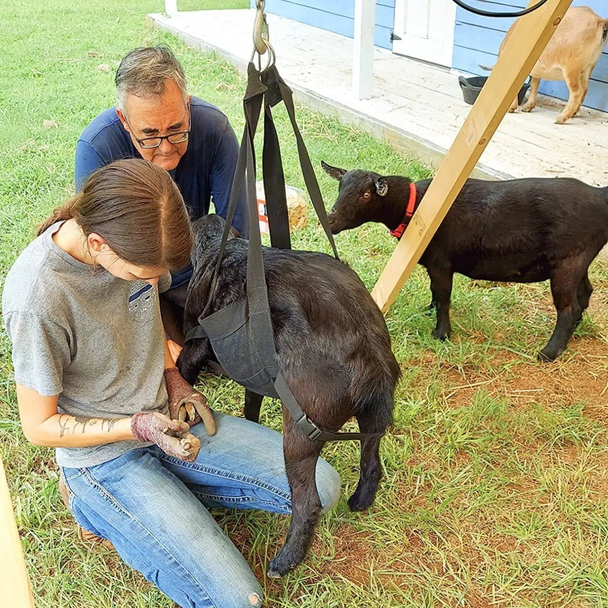 Black polyester weighing sling for calves and large dogs, showing four carry handles.