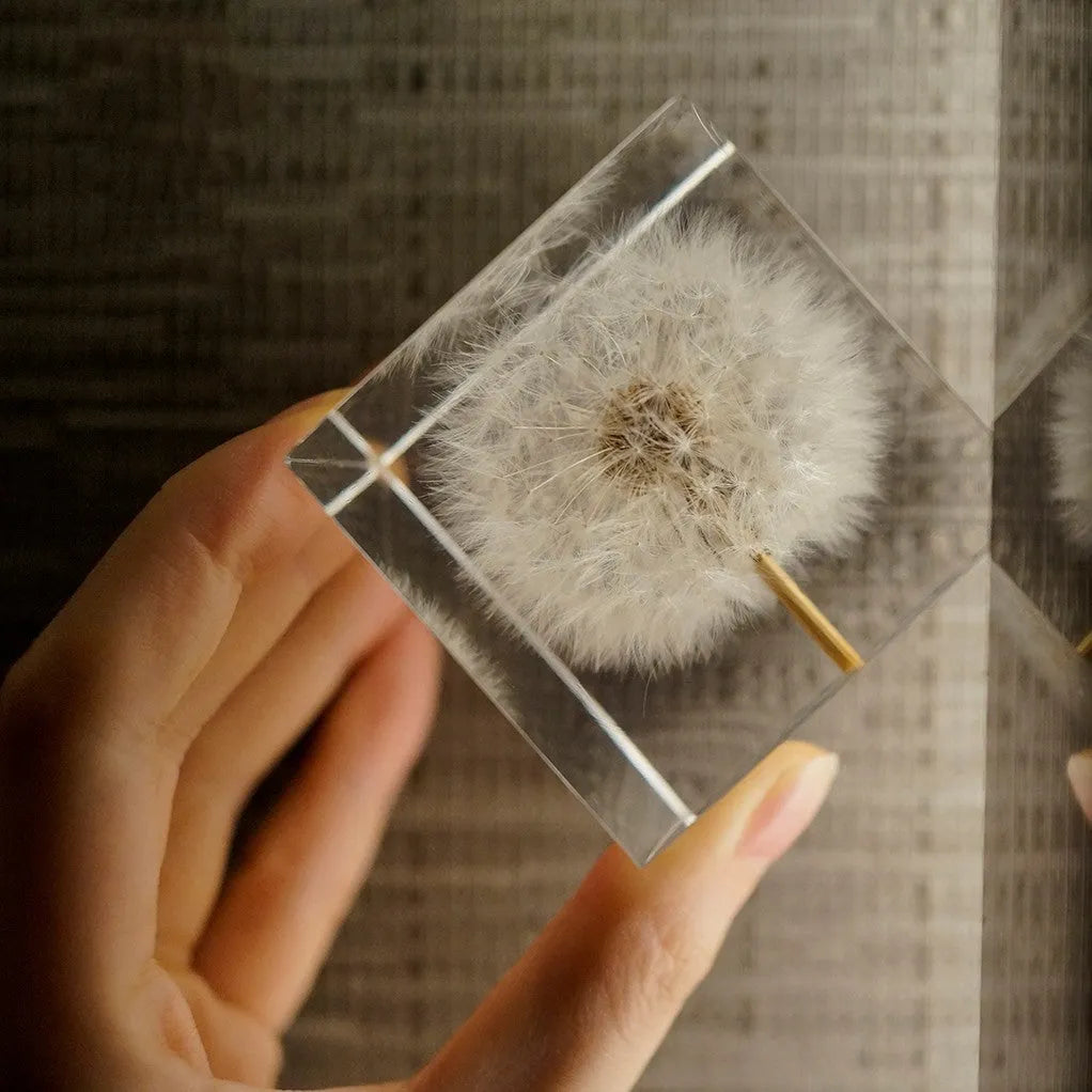 5cm clear resin cube containing preserved dandelion with wooden box and USB charging base