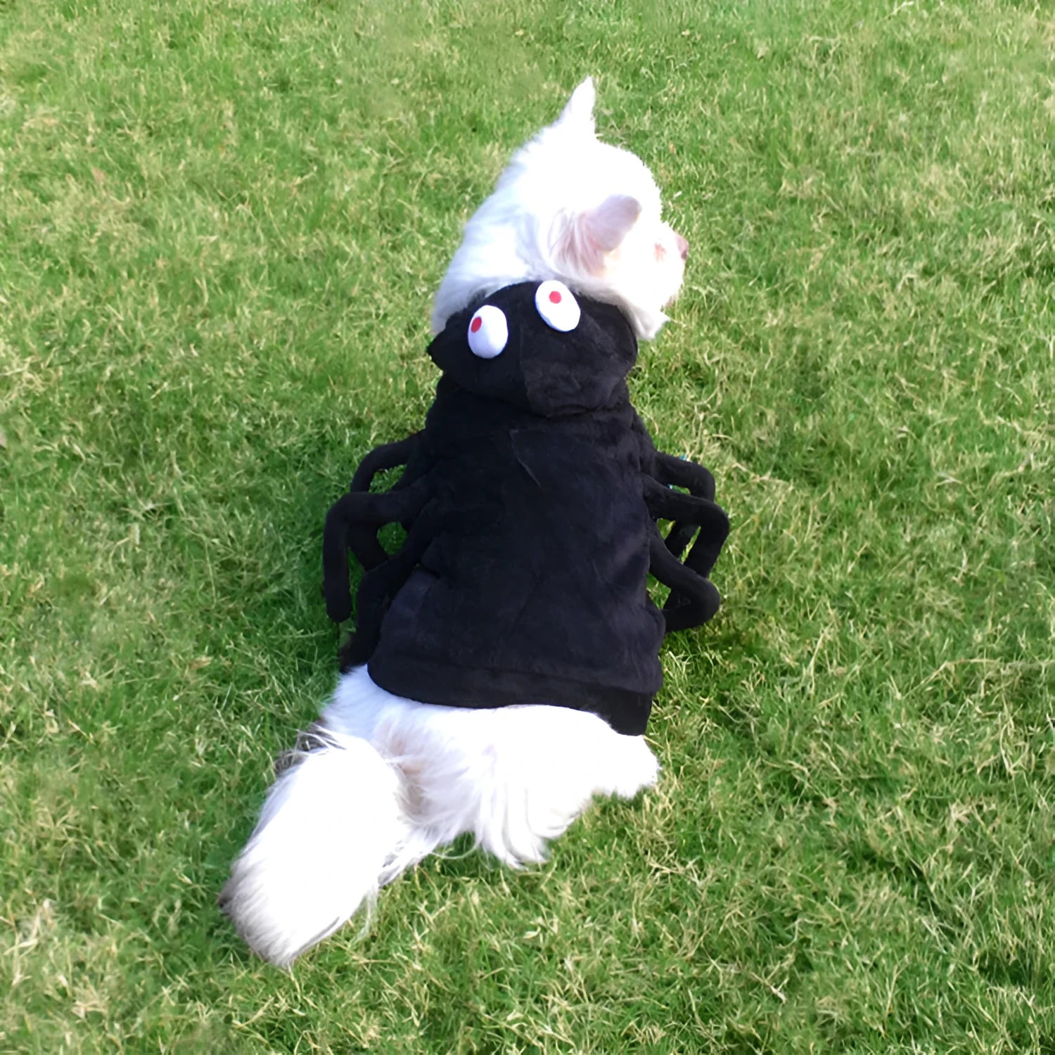 Halloween spider pattern dog costume in polyester material