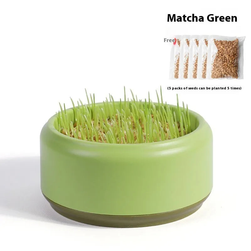 Hydroponic cat grass kit with soilless seeds in plastic growing cup