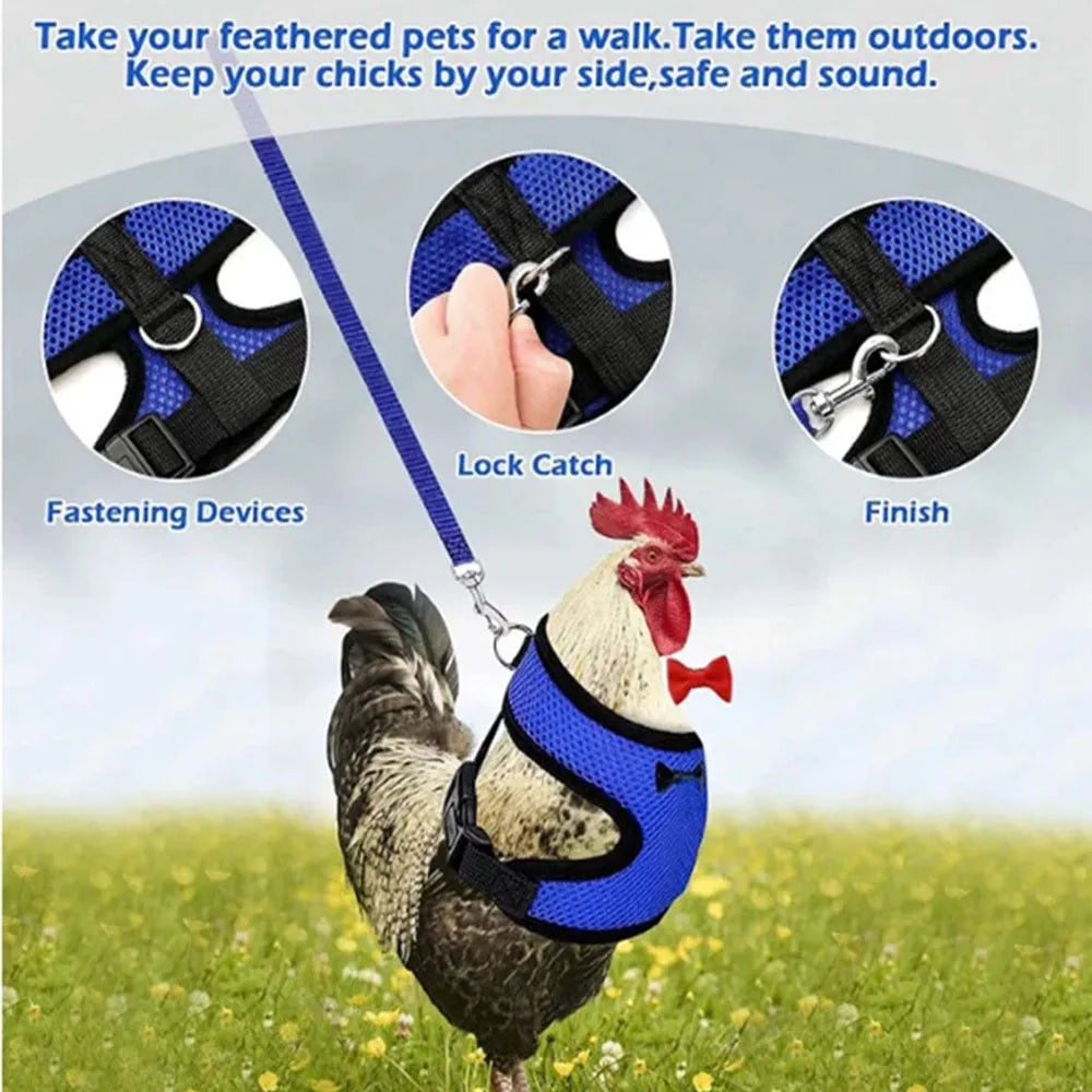 Chicken wearing mesh harness vest with decorative collar and control rope